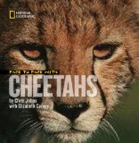 Face to Face With Cheetahs [Click for larger image]