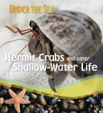 Hermit Crabs and other Shallow Water Creatures [Click for larger image]