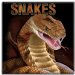 Snakes cover