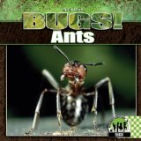 Ants [Click for larger image]