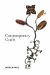 Contemporary Crafts cover