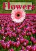 Flowers cover