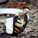 Cobras cover