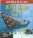 What Shape Is It? cover