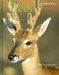 Deer cover