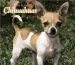 For the Love of Chihuahuas 2004 Calendar cover
