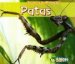 Patas/ Legs cover
