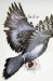 Pigeon : Poems cover