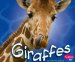 Giraffes cover
