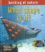 What Shape Is It? cover