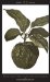  Forbidden Fruit: From the Letters of Abelard and Heloise