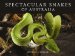  Spectacular Snakes of Australia
