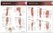  Lippincott Williams & Wilkins Atlas of Anatomy Musculature Chart Set
