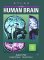  Atlas of the Human Brain