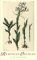  Rumphius' Orchids: Orchid Texts