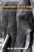  Elephants on the Edge: What Animals Teach Us About Humanity