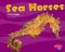  Sea Horses