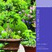  Plantas en macetas/ Container Plants