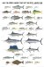  Saltwater Gamefish of North America Poster