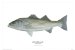  Striped Bass Poster: Morone Saxatilis
