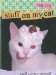  Stuff on My Cat