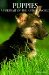  Puppies: A Portrait of the Animal World