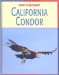  California Condor