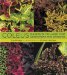  Coleus: Rainbow Foliage for Containers and Gardens