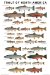 The Trout of North America