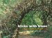  Tricks With Trees