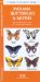  Indiana Butterflies & Moths: An Introduction to Familiar Species
