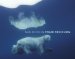 Polar Obsession