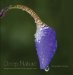  Deep Nature: Photographs from Iowa