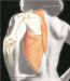  Human Anatomy