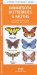 A Pocket Naturalist Guide Minnesota Butterflies & Moths: An Introduction to Familiar Species