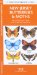  New Jersey Butterflies & Moths: An Introduction to Familiar Species