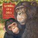  Termites on a Stick: A Chimp Learns to Use a Tool