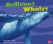  Ballenas/ Whales