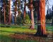  Oregon Wild: Endangered Forest Wilderness