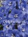  Delphiniums