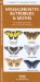  Massachusetts Butterflies & Moths: An Introduction to Familiar Species