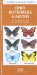  Ohio Butterflies & Moths: An Introduction to Familiar Species