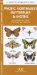  Pacific Northwest Butterflies & Moths: An Introduction to Familiar Species