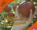  La cosecha de manzanas/ Apple Harvest