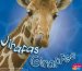  Jirafas / Giraffes