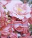  Roses for the Smaller Garden