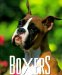  Boxers
