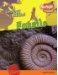  Fossils