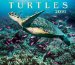  Turtles 2010 Calendar