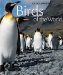  Birds Of The World